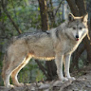 Meet your Posher, Dianaruby